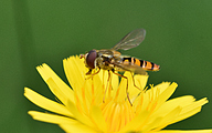 Marmalade Fly (Male, Episyrphus balteatus).JPG